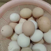 تخم مرغ محلی