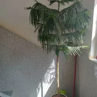 کل مطبق سرحال|گل و گیاه طبیعی|قم, پردیسان|دیوار