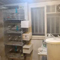 قفس|لوازم جانبی حیوانات|شهرکرد, |دیوار