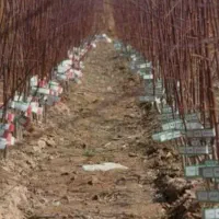 نهال نرک آلوچه ، نلک جهت احداث نهالستان|گل و گیاه طبیعی|مشهد, خواجه ربیع|دیوار