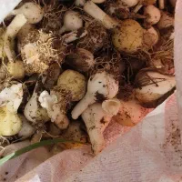 موسیر|خوردنی و آشامیدنی|اشترینان, |دیوار