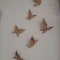 تعدادی وسایل دکوری ب فروش میرسد با قیمت مناسب|صنایع دستی و سایر لوازم تزئینی|تربتحیدریه, حسنی بالا|دیوار