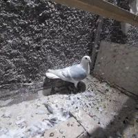 تهرانی پرش سنگین وتعدای نقشی