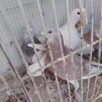 کفتر|پرنده|سبزوار, چهارراه فرودگاه|دیوار