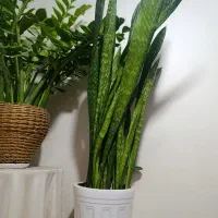 گل سانسوریا پوست ماری اصیل سایز بزرگ