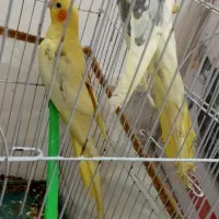 جفت طوطی عروس دوکت لوتینو زیبا و کارداده