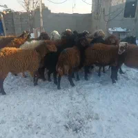 بره نر نصف گوشت|حیوانات مزرعه|اردبیل, |دیوار