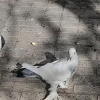 گوقیوروخ مایا