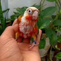 انواع گرینچک سرلاکی|پرنده|شیراز, مسلم|دیوار