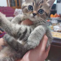 فروش گربه های بریتیش و اسکاتیش