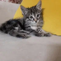 بچه گربه