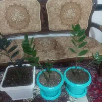 سلام زاموفیلیا سرحال دونه ای 3000000هزار تومان|گل و گیاه طبیعی|بناب, |دیوار