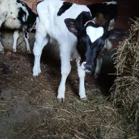 گاوشیری با گوساله|حیوانات مزرعه|بیله سوار, |دیوار