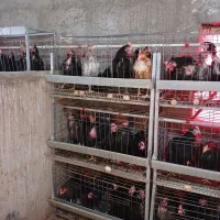 قفس مرغ تخم گذار|لوازم جانبی حیوانات|صالح آباد, |دیوار