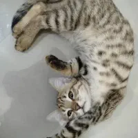 یک بچه گربه دستی