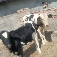 دو راس گوساله یک نر دیک ماده