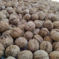 گردو هنام