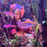 ماهی|ماهی|اهواز, زیتون کارمندی|دیوار