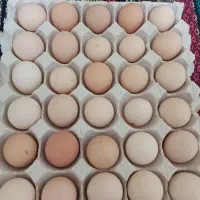 تخم مرغ نطفه دار