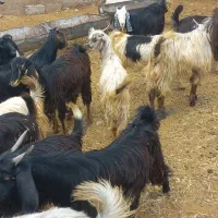 سلام ۳۴راس کهره ماده