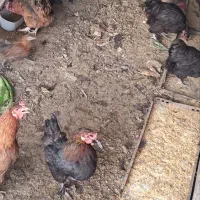 مرغ بومی