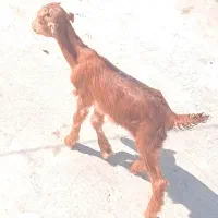 کهره ماده شیری دورگ