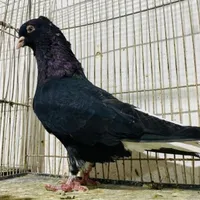 چند جفت کبوتر طوقی سینه ای کله الماسی دم سفید|پرنده|اصفهان, تخت فولاد|دیوار