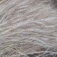 بذر گندم درجه یک