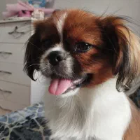 سگ نژاد پیکینیز نر ۹ ماهه