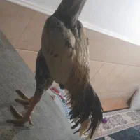 خروس لل|حیوانات مزرعه|میناب, |دیوار