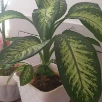 گل کاکتوس وگل دیفنباخیاهرعدد۷۵۰هزارتومان|گل و گیاه طبیعی|لردگان, |دیوار