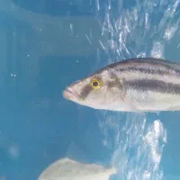 ماهی سیچیلایدکله اسبی