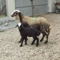 گوسفند بره دار نژاد بروجردی درجه یک