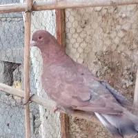 ماده شامی