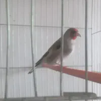 سهره نر بخون