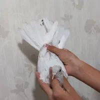 یک جفت جوجه کبوتر پرشی قاره و سرور|پرنده|ملارد, |دیوار