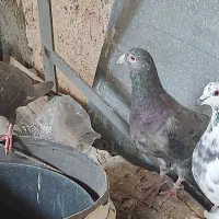 جفت پلاکی سرور شکلاتی و ماده لویی با یک موقلوف|پرنده|کازرون, |دیوار