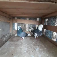 ۷ جفت کبوتر|پرنده|رشت, توشیبا|دیوار