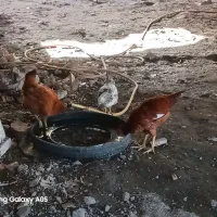 حراج|حیوانات مزرعه|رشت, دخانیات|دیوار