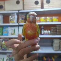 طوطی گرینچیک ها دبل رد کلکسیونی|پرنده|قائمشهر, |دیوار