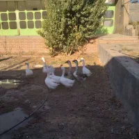 فروش قوغاز|حیوانات مزرعه|شریفآباد, |دیوار