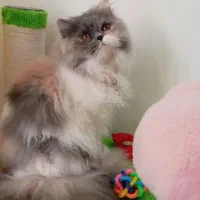 پرشین کالیکو