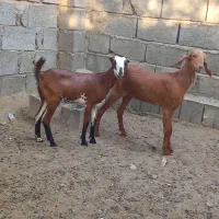 بز صلاله اصلی|حیوانات مزرعه|میناب, |دیوار