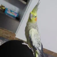 عروس هلندی جفت