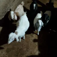 فروش بزغاله دو تا نر و سه تا ماده