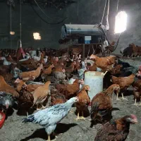 خروس و مرغ محلی|حیوانات مزرعه|لنگرود, |دیوار