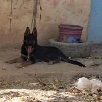 توله ژرمن اصلی درجه یک|سگ|شهرکرد, |دیوار