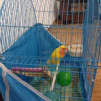 طوطی برزیلی سخنگو|پرنده|رشت, شالکو|دیوار