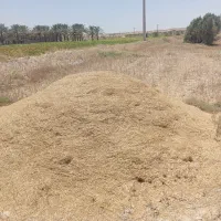 فروش گندم و کا محصول امسال