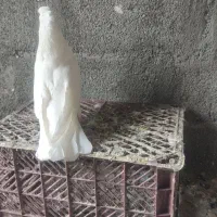 کبوتر چشم نوک سفید